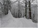 Koča pri Savici - Planina Lopučnica